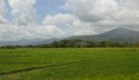 Rice paddies in the Palawan countryside